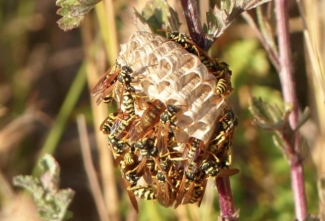  Polistes Latreille, 1802