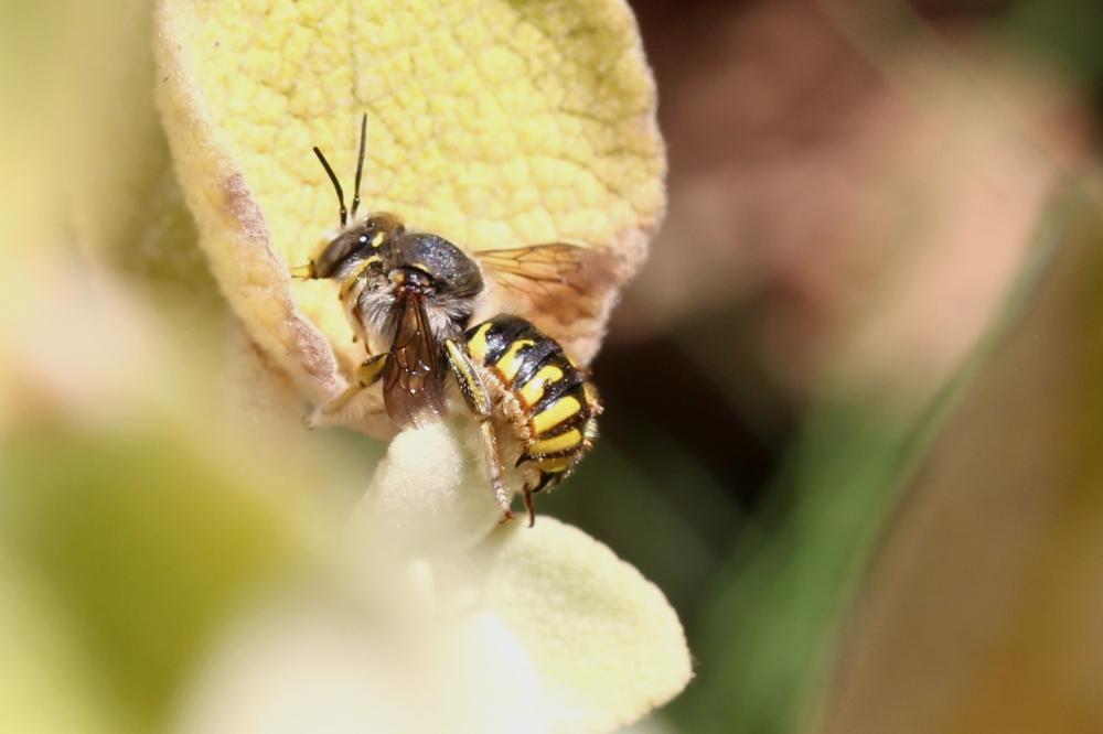 Abeille cotonnière, Anthidie cotonnière Anthidium manicatum (Linnaeus, 1758)