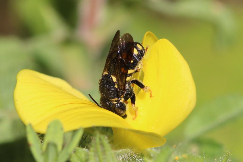 Anthidiellum strigatum (Panzer, 1805)