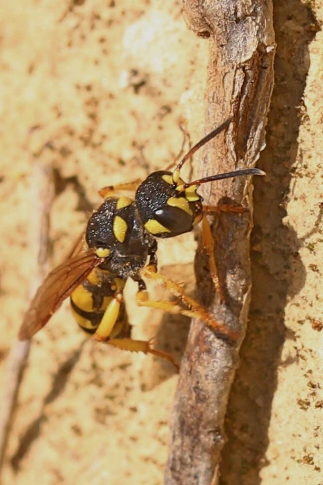  Cerceris flavilabris (Fabricius, 1793)