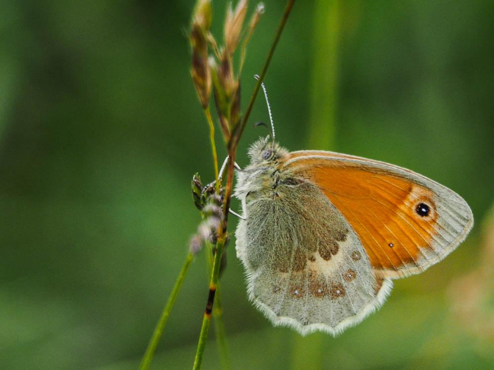 Le Fadet commun (Le), Procris (Le), Petit Papillon de Coenonympha pamphilus (Linnaeus, 1758)
