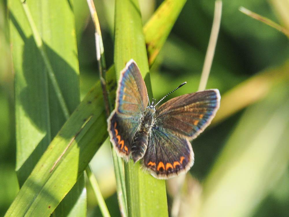 Aricia montensis Verity, 1928