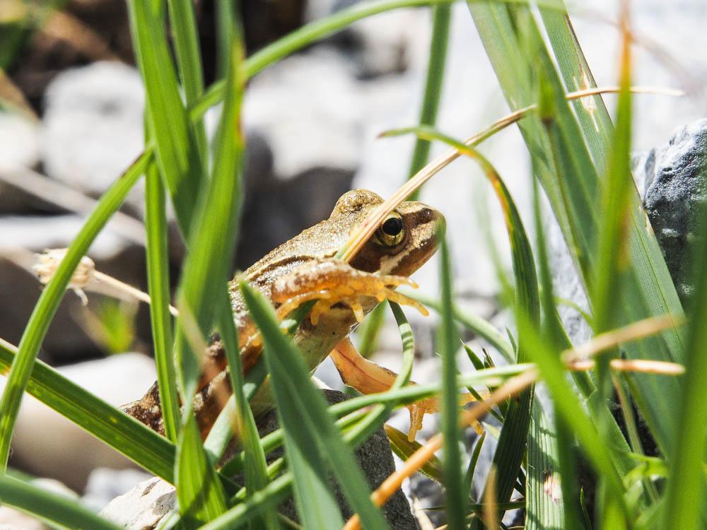 Grenouille rousse Rana temporaria Linnaeus, 1758
