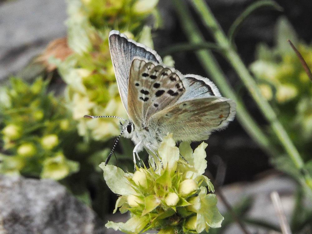 Le Azuré de l'Androsace (L') Agriades pyrenaica (Boisduval, 1840)