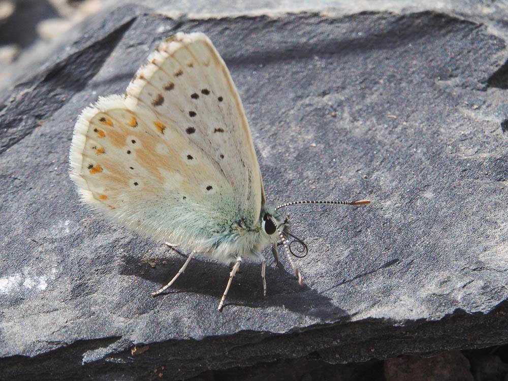 Argus bleu-nacré (L') Lysandra coridon (Poda, 1761)