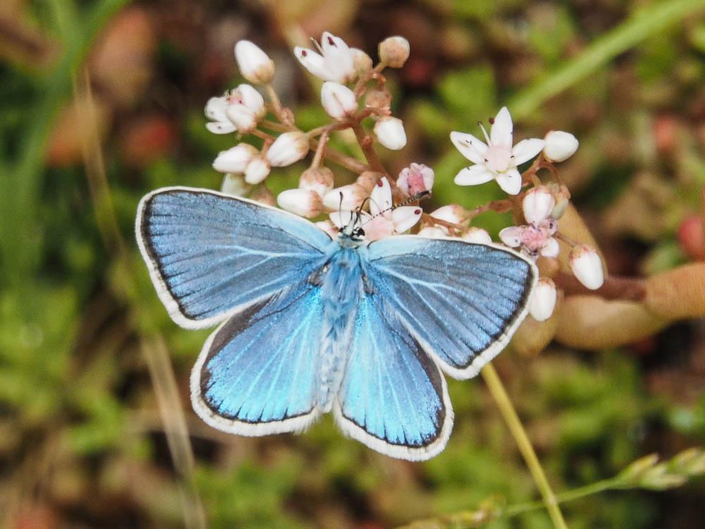 Azuré du Mélilot (L'), Argus turquoise (L'), Azuré Polyommatus dorylas (Denis & Schiffermüller, 1775)