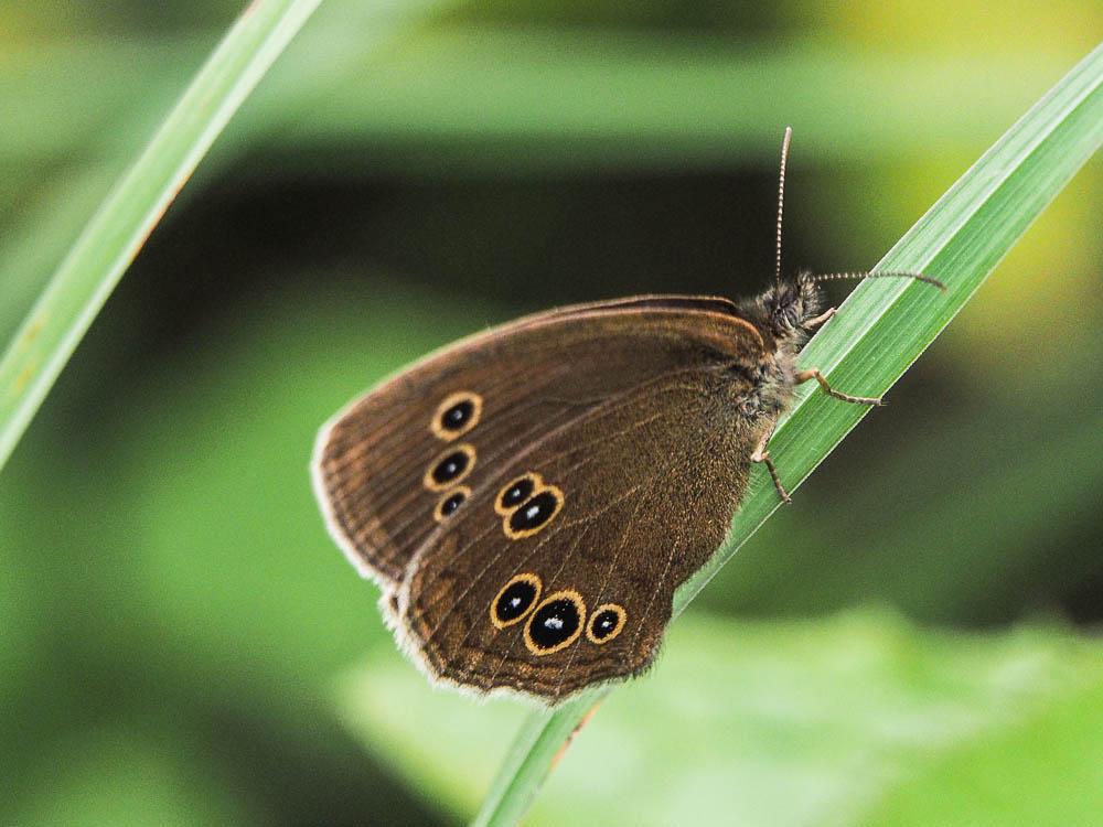 Tristan (Le) Aphantopus hyperantus (Linnaeus, 1758)