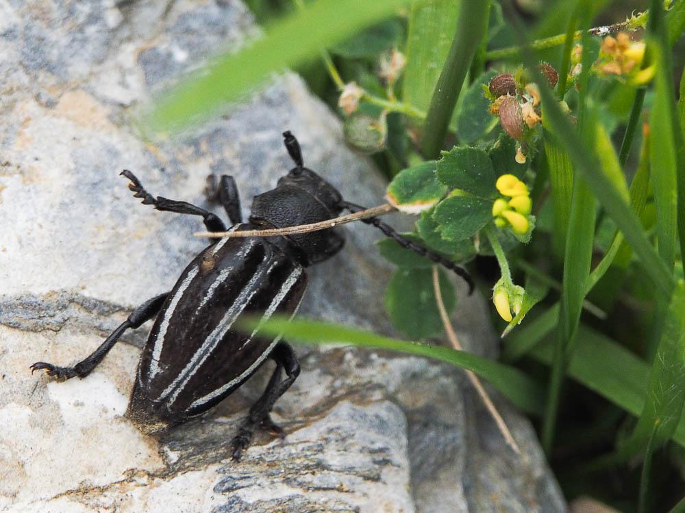  Iberodorcadion fuliginator (Linnaeus, 1758)