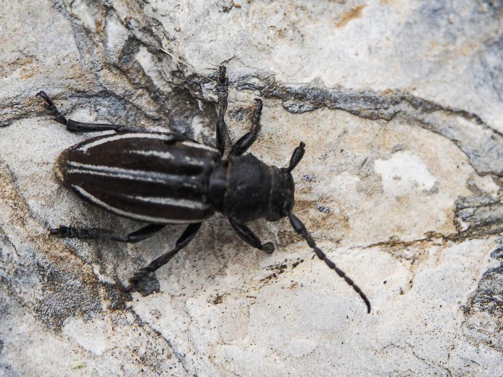 Iberodorcadion fuliginator (Linnaeus, 1758)