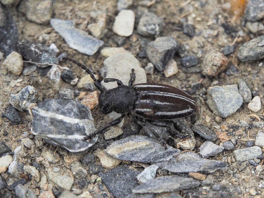 Iberodorcadion fuliginator (Linnaeus, 1758)
