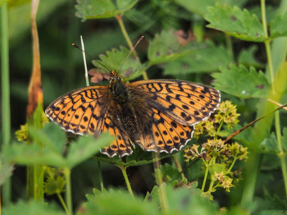 Nacré subalpin (Le), Palès (Le), Nacré alpin (Le), Boloria pales (Denis & Schiffermüller, 1775)