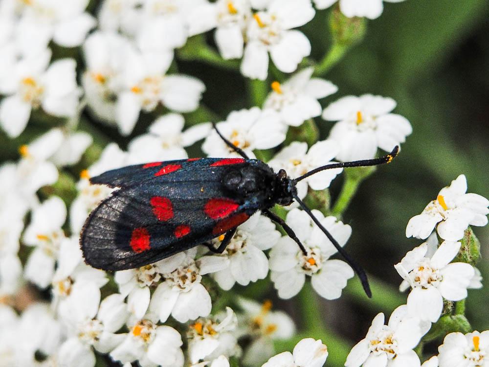 Zygène des Thérésiens (La), Zygène de la Jarosse ( Zygaena viciae (Denis & Schiffermüller, 1775)