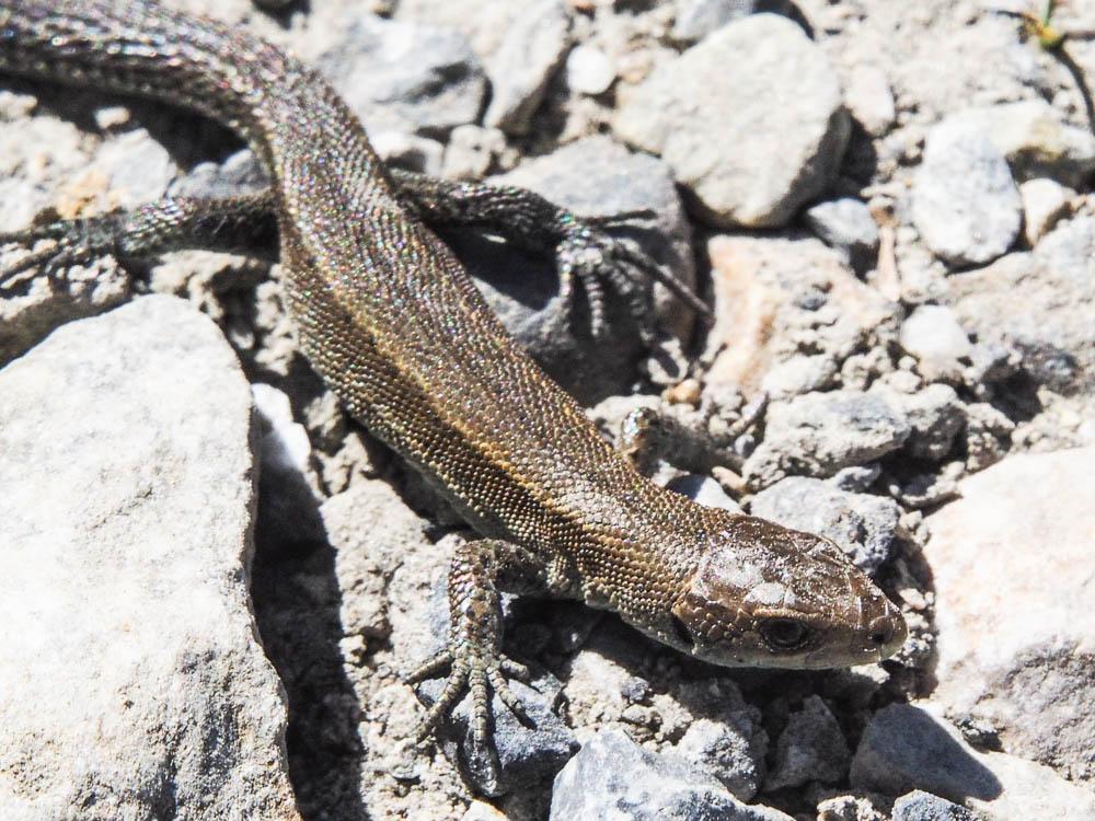 Lézard de Bonnal Iberolacerta bonnali (Lantz, 1927)