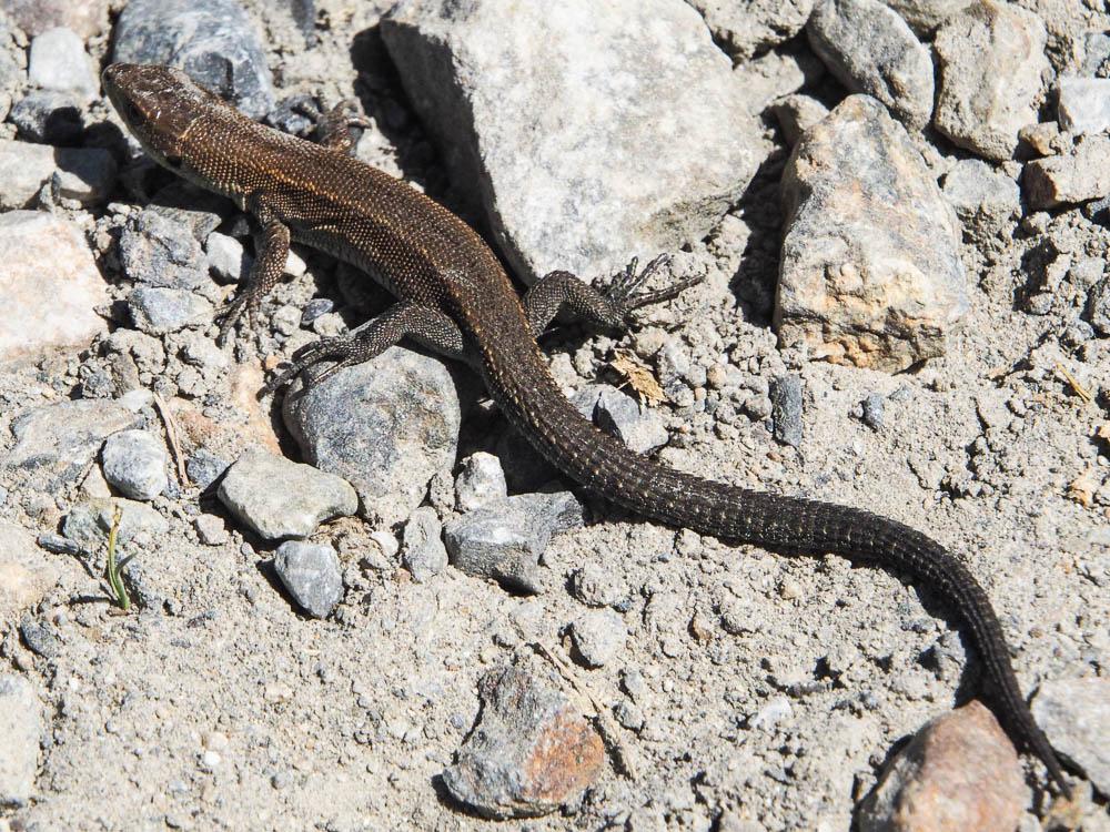 Lézard de Bonnal Iberolacerta bonnali (Lantz, 1927)