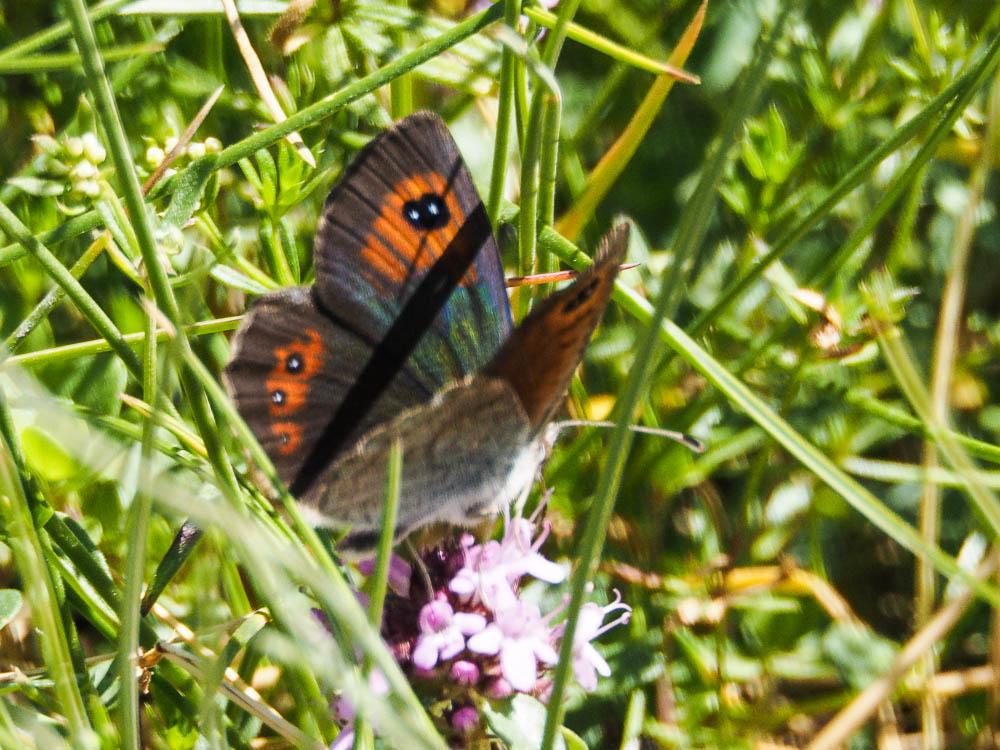 Moiré de Rondou (Le) Erebia rondoui Oberthür, 1908