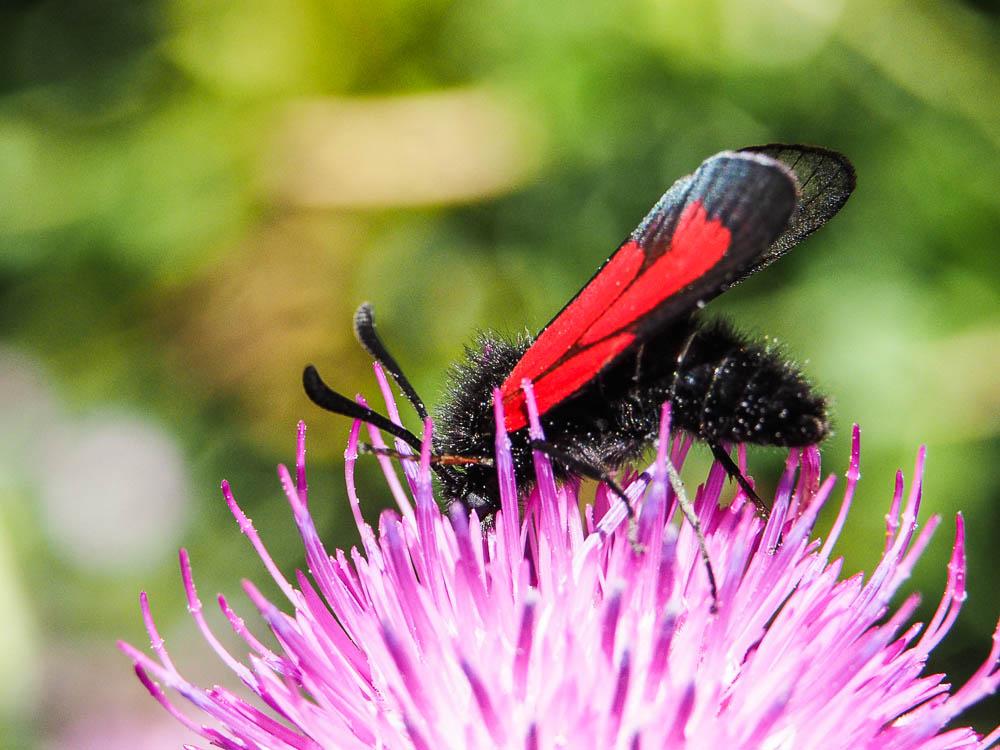 Zygène pourpre (La), Zygène du Serpolet (La) Zygaena purpuralis (Brünnich, 1763)