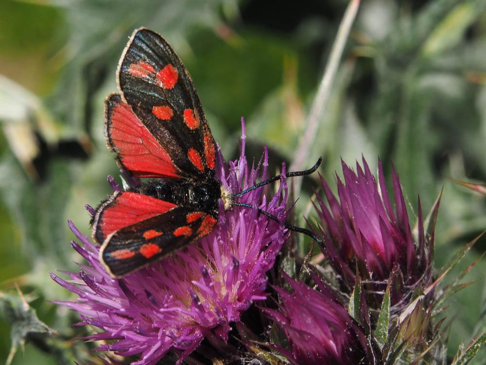 Zygène de Gavarnie (La), Zygène des Pyrénées (La), Zygaena anthyllidis Boisduval, 1828