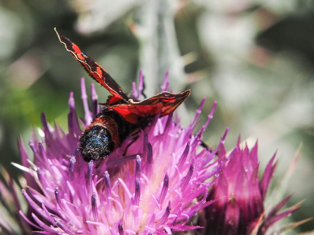 Zygène de Gavarnie (La), Zygène des Pyrénées (La), Zygaena anthyllidis Boisduval, 1828