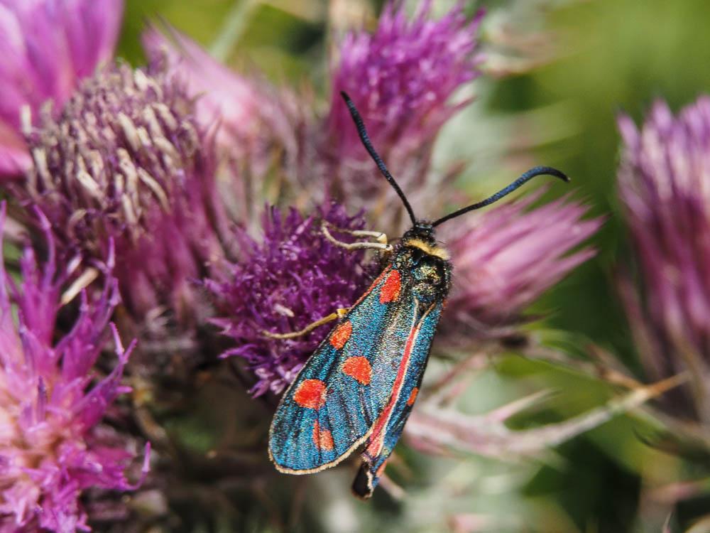 Zygène de Gavarnie (La), Zygène des Pyrénées (La), Zygaena anthyllidis Boisduval, 1828