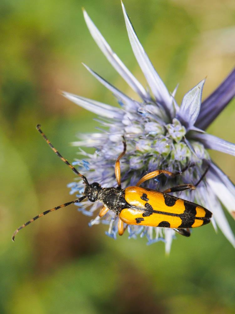 Lepture tacheté (Le) Rutpela maculata (Poda, 1761)