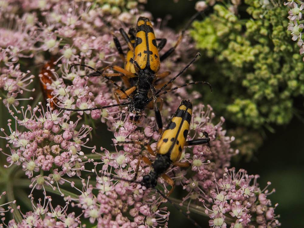 Lepture tacheté (Le) Rutpela maculata (Poda, 1761)