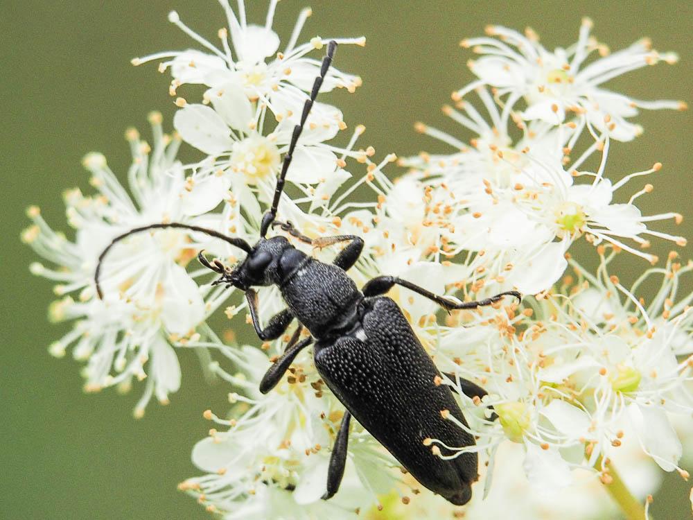 Stictoleptura scutellata scutellata (Fabricius, 1781)