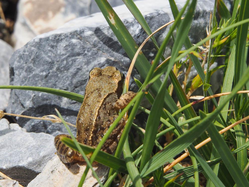 Grenouille rousse Rana temporaria Linnaeus, 1758