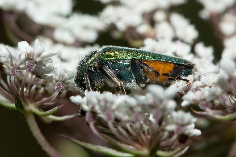  Cerocoma schreberi Fabricius, 1781