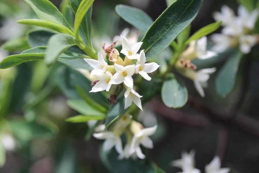 Daphné des Alpes Daphne alpina L., 1753