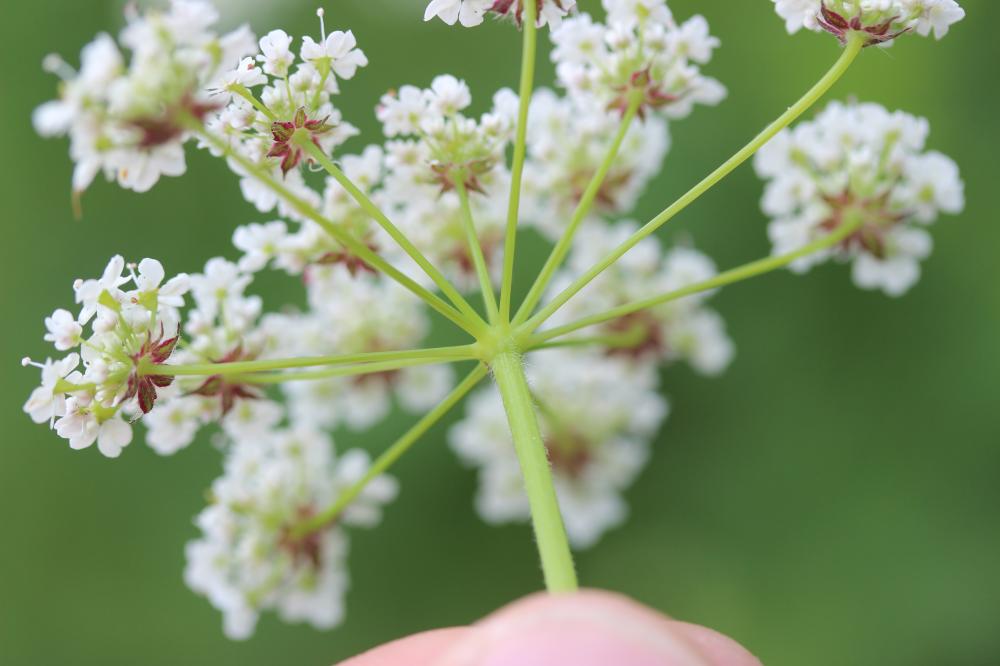 Cerfeuil hérissé, Chérophylle hérissé Chaerophyllum hirsutum L., 1753
