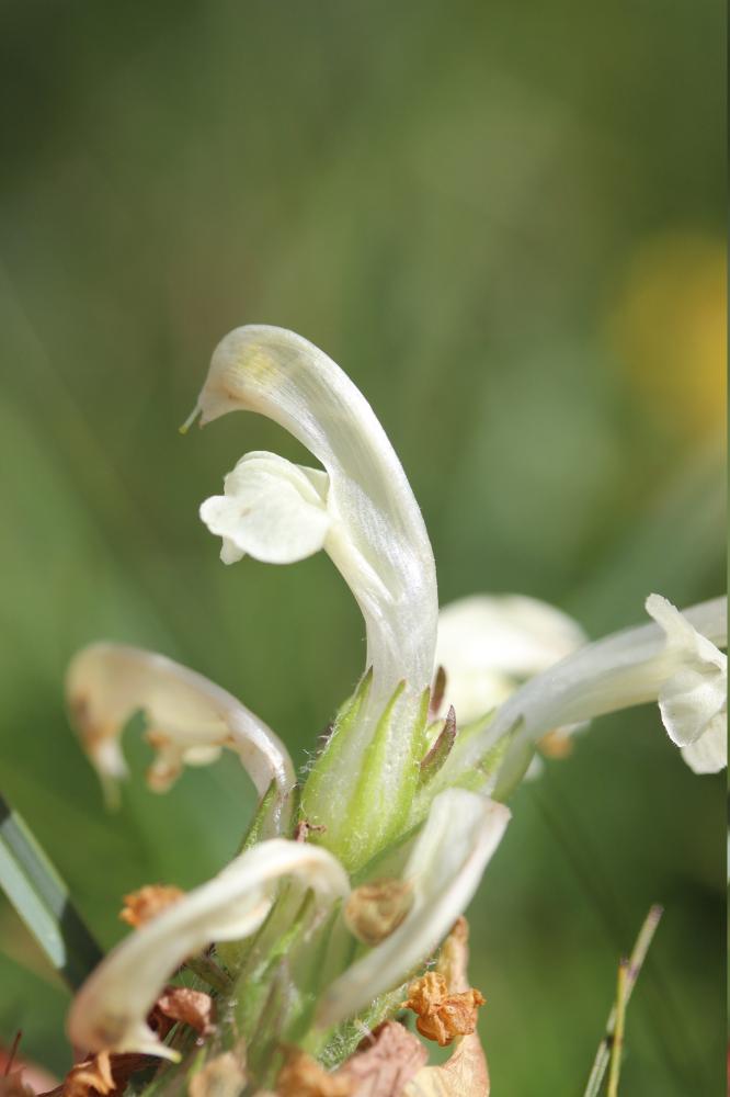 Pédiculaire chevelue Pedicularis comosa L., 1753
