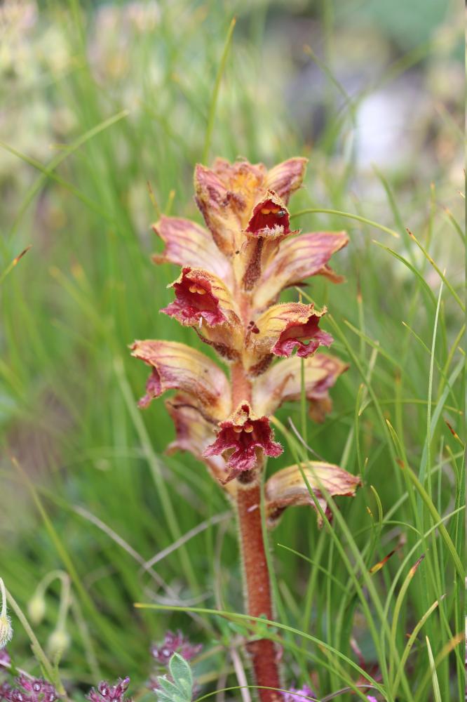 Orobanche grêle, Orobanche à odeur de Girofle Orobanche gracilis Sm., 1798