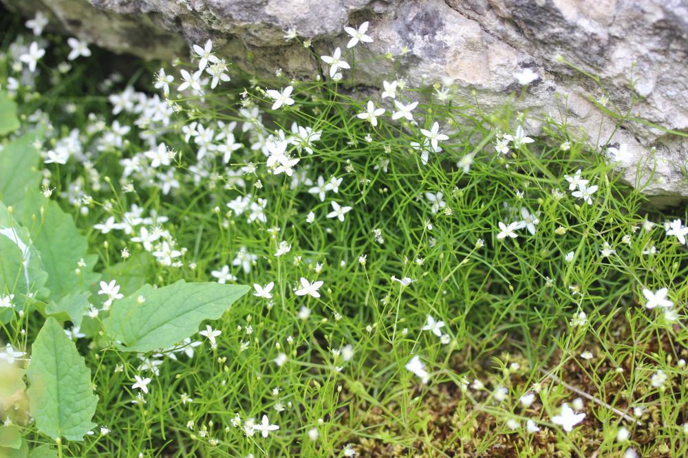 Moehringie mousse Moehringia muscosa L., 1753