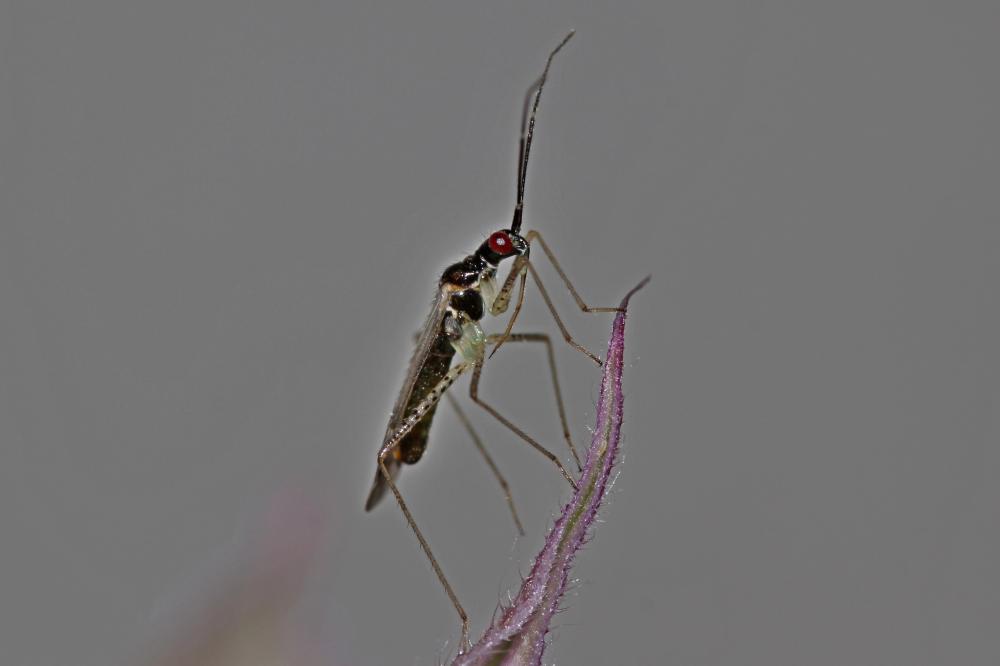  Dicyphus errans (Wolff, 1804)