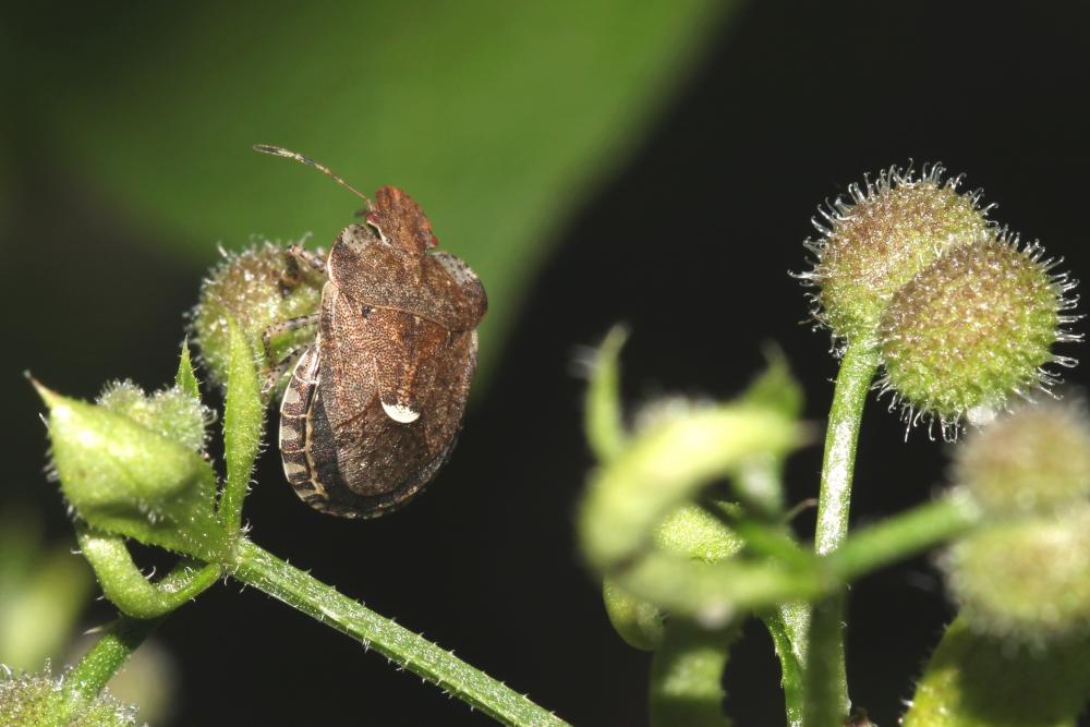 Dyroderes umbraculatus (Fabricius, 1775)