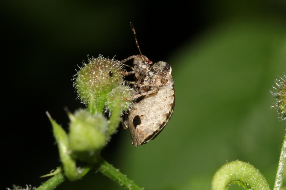 Dyroderes umbraculatus (Fabricius, 1775)