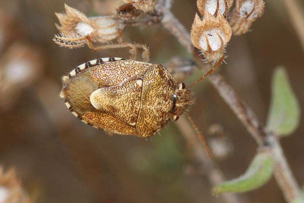 Staria lunata (Hahn, 1835)