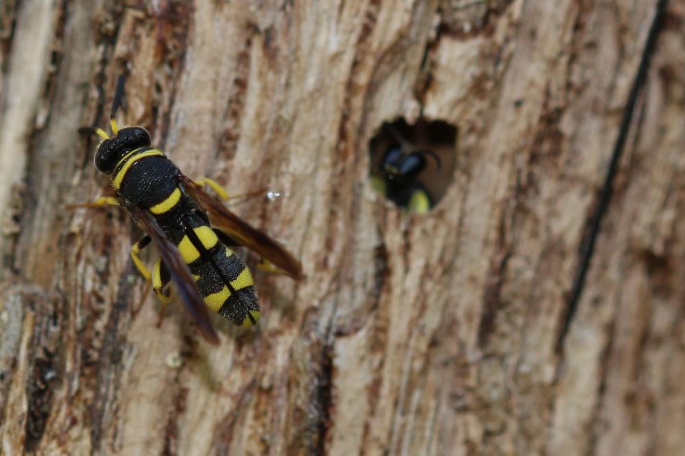  Leucospis dorsigera Fabricius, 1775