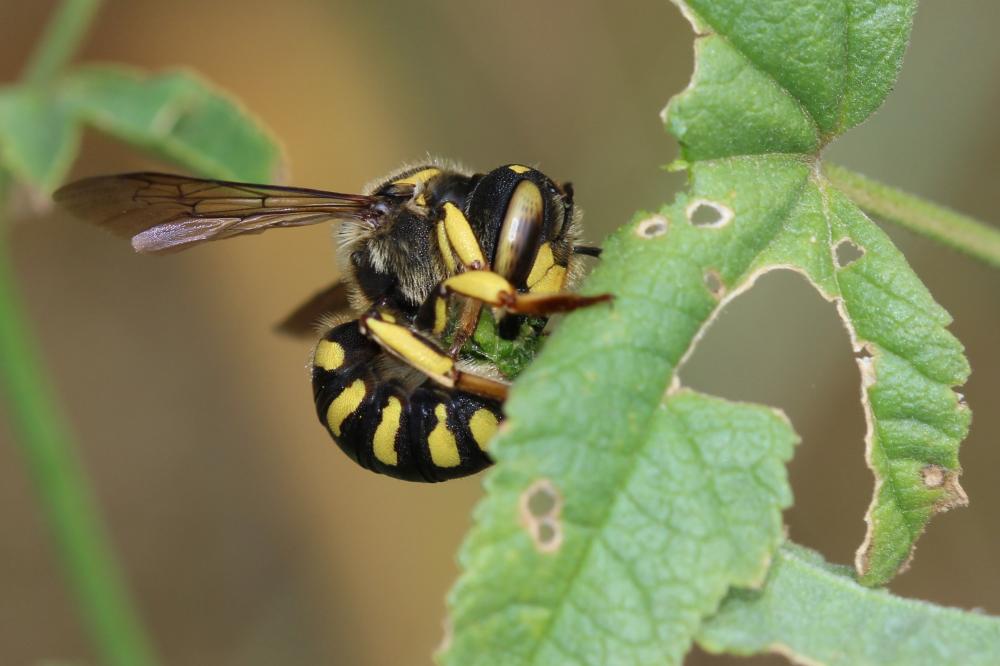  Anthidium florentinum (Fabricius, 1775)