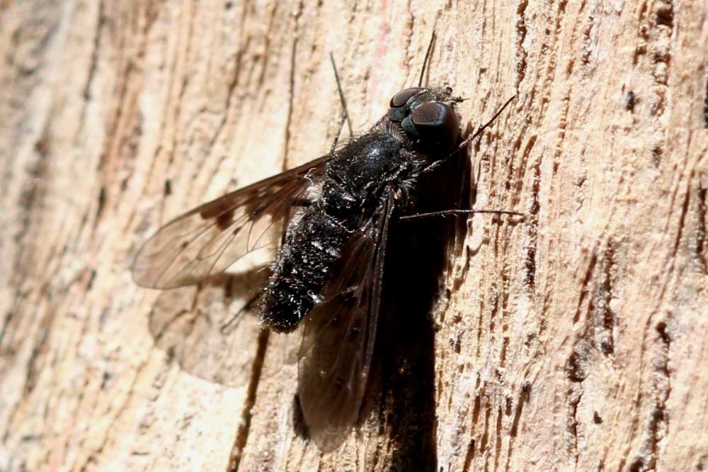  Anthrax trifasciatus Meigen, 1804