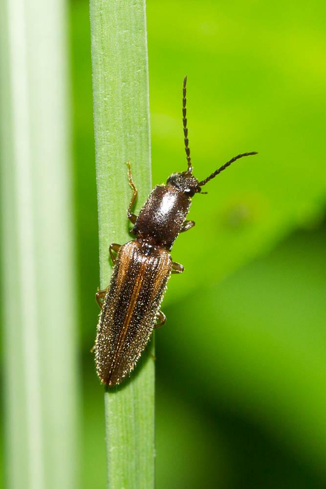 Athous bicolore Athous bicolor (Goeze, 1777)
