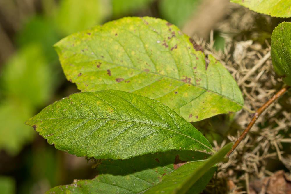 Néflier Crataegus germanica (L.) Kuntze, 1891