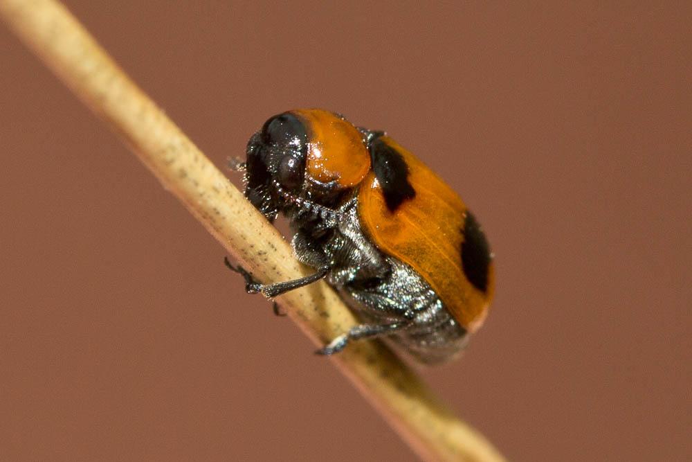 Coptocephala Chevrolat, 1836