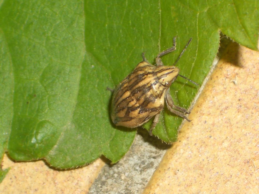 Odontotarsus robustus Jakovlev, 1884