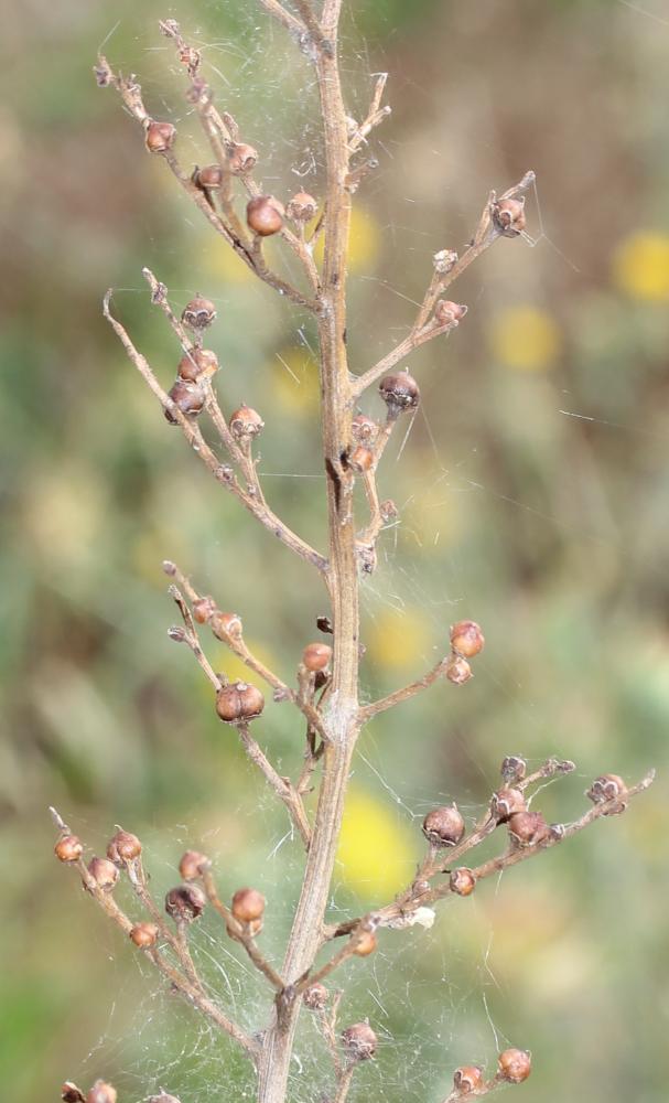 Scrofulaire des chiens Scrophularia canina L., 1753