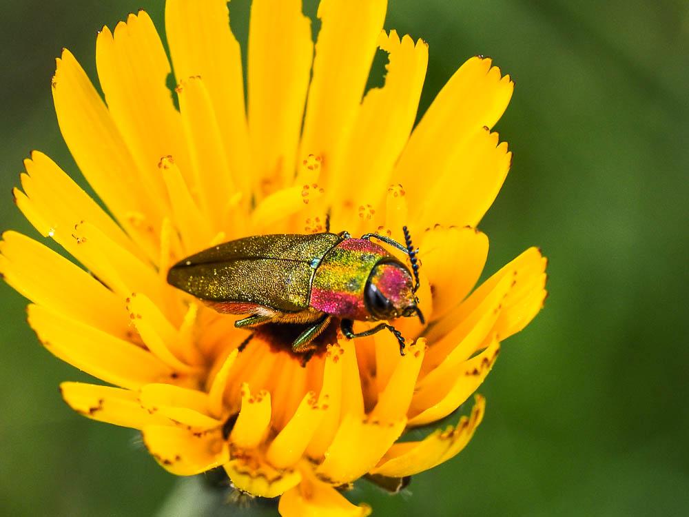 Bupreste hongrois Anthaxia hungarica (Scopoli, 1772)