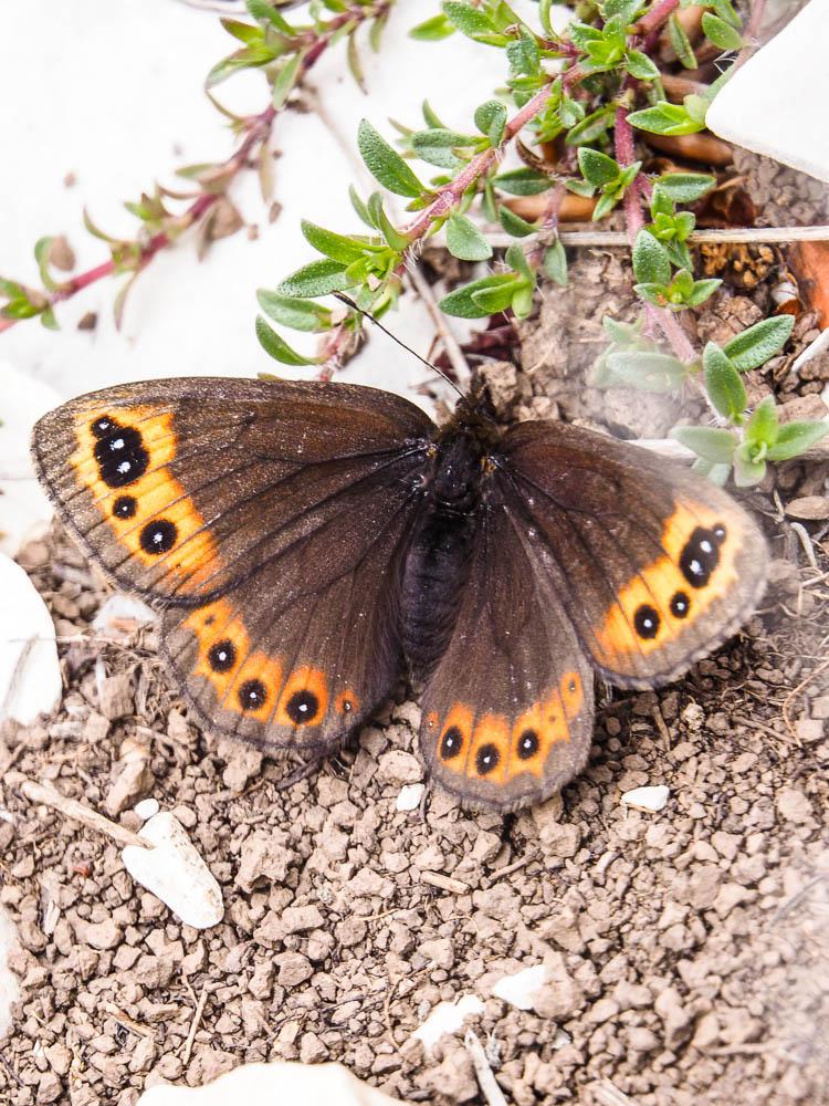 Moiré printanier (Le) Erebia triarius (Prunner, 1798)