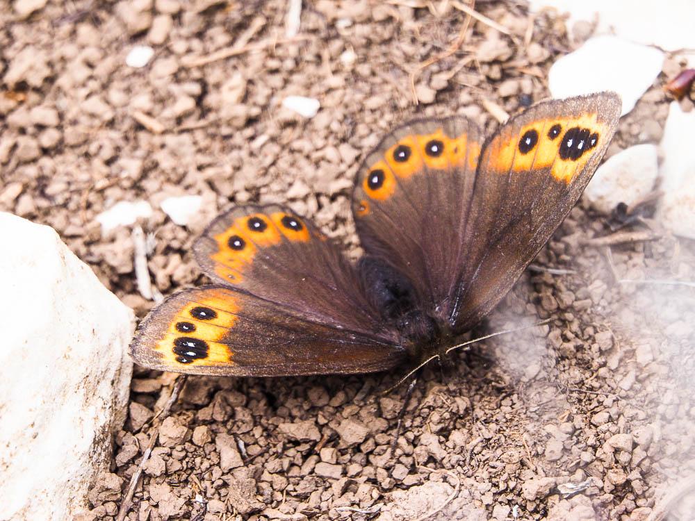 Moiré printanier (Le) Erebia triarius (Prunner, 1798)
