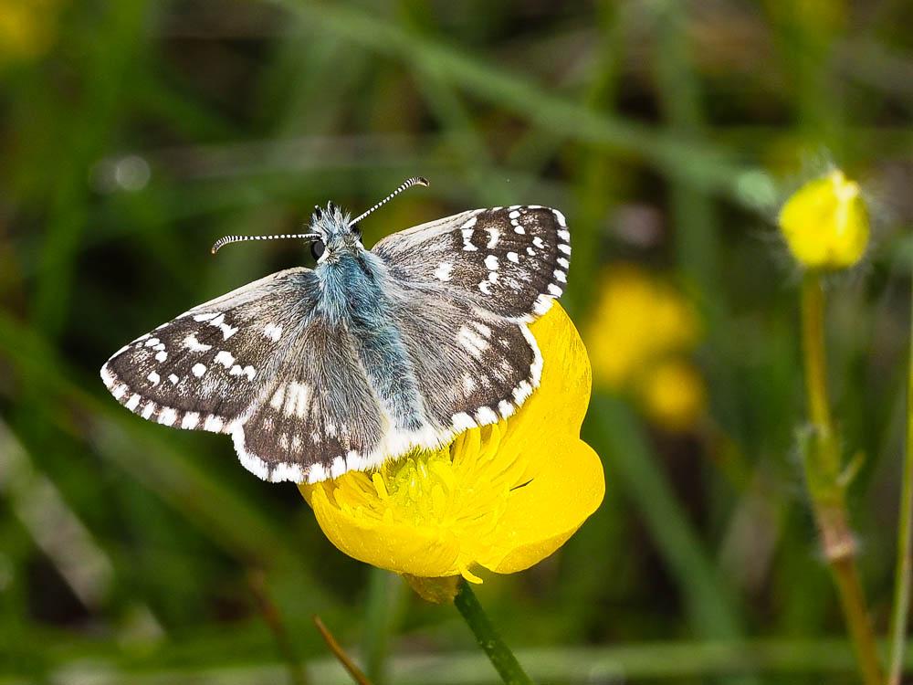  Hesperiidae Latreille, 1809