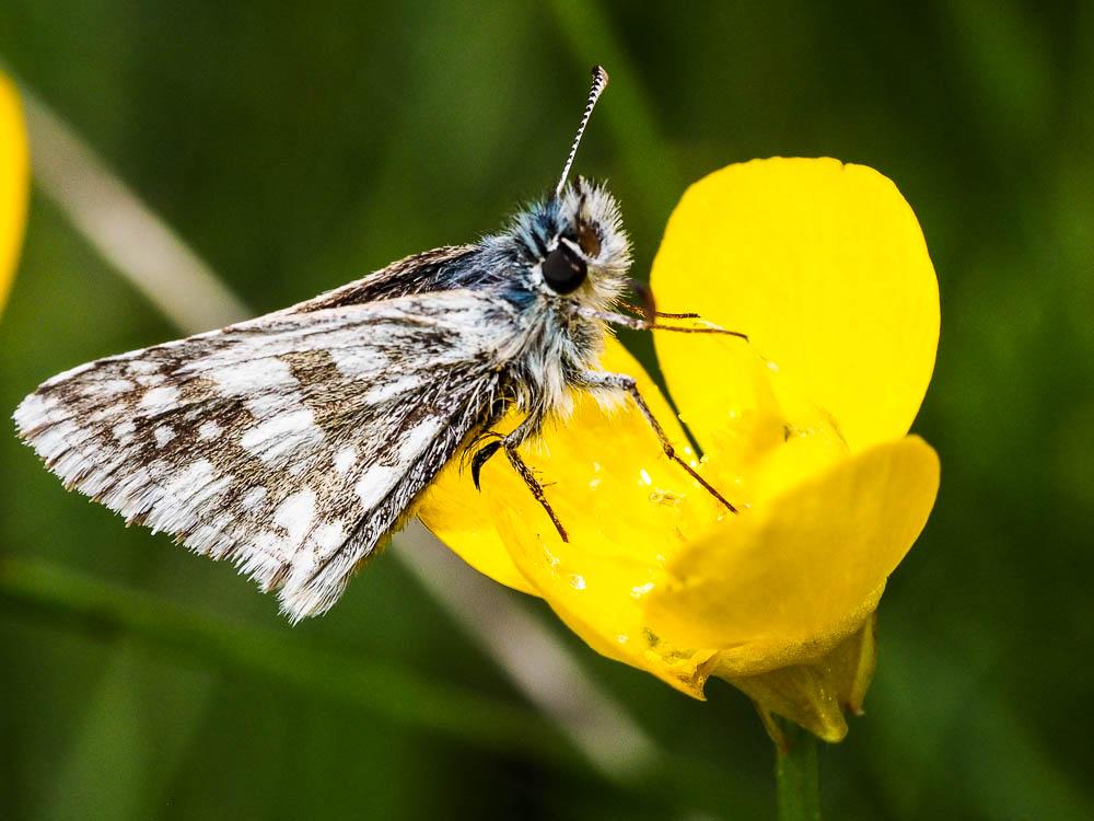  Hesperiidae Latreille, 1809